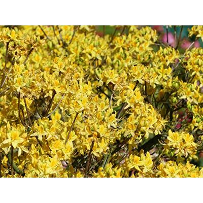Baumschule Pflanzenvielfalt Sommergrüne Azalee Pontische Azalee Rhododendron luteum Ursprungsart 30-40cm Baumschule Pflanzenvielfalt Sommergrüne Azalee Pontische Azalee Rhododendron luteum Ursprungsart 30-40cm