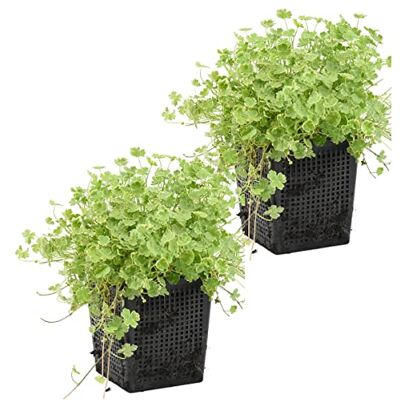 Bloomique 2er-Set Hydrocotyle Variegata Kleinblättrige Wassernabel Teichpflanzen Winterhart Wasserpflanzen Zone 1-2-3-4-5 Höhe 10-20 cm Topf 9 cm Bloomique 2er-Set Hydrocotyle Variegata Kleinblättrige Wassernabel Teichpflanzen Winterhart Wasserpflanzen Zone 1-2-3-4-5 Höhe 10-20 cm Topf 9 cm
