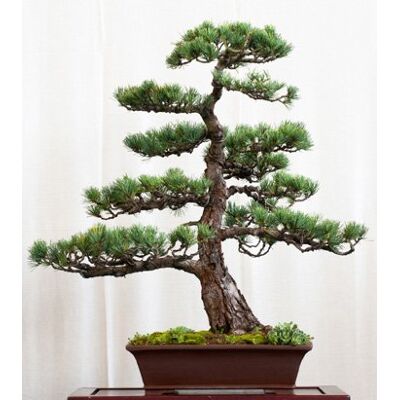 Seedeo Bonsai Anzuchtset Mädchenkiefer (Pinus parviflora) Seedeo Bonsai Anzuchtset Mädchenkiefer (Pinus parviflora)