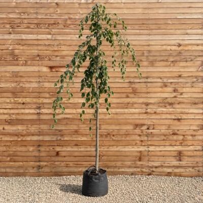 PlantaPro Grüne Hängebuche 'Pendula', Höhe 300-350 cm, Stammumfang 12-14 cm PlantaPro Grüne Hängebuche 'Pendula', Höhe 300-350 cm, Stammumfang 12-14 cm
