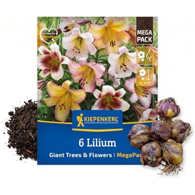 Kiepenkerl Baumlilien Zwiebeln "Giant Tree & Flowers" 2000066, Mega-Pack Mischung asiatischer und orientalischer Sorten, robust, üppige zuverlässige Blüte, eindrucksvolle Lilienpflanzung Kiepenkerl Baumlilien Zwiebeln "Giant Tree & Flowers" 2000066, Mega-Pack Mischung asiatischer und orientalischer Sorten, robust, üppige zuverlässige Blüte, eindrucksvolle Lilienpflanzung