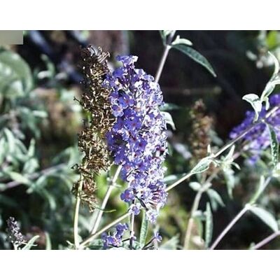 Baumschule Pflanzenvielfalt Schmetterlingsstrauch Nanho Blue Buddleja davidii Nanho Blue (60-100) Baumschule Pflanzenvielfalt Schmetterlingsstrauch Nanho Blue Buddleja davidii Nanho Blue (60-100)