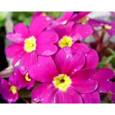 Arborix 6 x Primula 'Wanda' Kissen Schlüsselblume Wanda Topf 9x9cm Arborix 6 x Primula 'Wanda' Kissen Schlüsselblume Wanda Topf 9x9cm