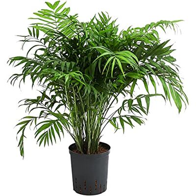 Dehner Bergpalme, in Hydrokultur, ca. 65 cm, Ø Topf 19 cm, Zimmerpflanze Dehner Bergpalme, in Hydrokultur, ca. 65 cm, Ø Topf 19 cm, Zimmerpflanze