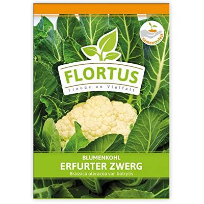 FLORTUS Freude an Vielfalt FLORTUS Blumenkohl Erfurter Zwerg Gemüsesamen Kohlsamen Blumenkohlsamen Samen zur Anzucht für Garten, Balkon, Küche & Fensterbank FLORTUS Freude an Vielfalt FLORTUS Blumenkohl Erfurter Zwerg Gemüsesamen Kohlsamen Blumenkohlsamen Samen zur Anzucht für Garten, Balkon, Küche & Fensterbank