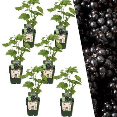 Plants by Frank Rubus Fruticosus, 6x BIO-Brombeeren Pflanzen, Ø 13 cm Brombeerpflanzen, Brombeerstrauch, Obstgarten, Obstbäume, Gemüsegarten, Gartenpflanzen, Topf 13 cm, Höhe: 20 cm Plants by Frank Rubus Fruticosus, 6x BIO-Brombeeren Pflanzen, Ø 13 cm Brombeerpflanzen, Brombeerstrauch, Obstgarten, Obstbäume, Gemüsegarten, Gartenpflanzen, Topf 13 cm, Höhe: 20 cm