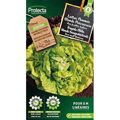 Arborix Kopfsalat Blonde Faulenzer- Protecta Samen bäuerl. Arborix Kopfsalat Blonde Faulenzer- Protecta Samen bäuerl.