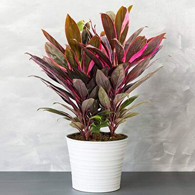GardenersDream 2 x Cordyline Tango Vielfarbige Luftreinigende Zimmerpflanzen Topf Pflanze Pflegeleichte Zimmerpflanzen Halbschatten Ideale Innenraum Pflanzen Echte Pflanzen im 12cm Topf GardenersDream 2 x Cordyline Tango Vielfarbige Luftreinigende Zimmerpflanzen Topf Pflanze Pflegeleichte Zimmerpflanzen Halbschatten Ideale Innenraum Pflanzen Echte Pflanzen im 12cm Topf