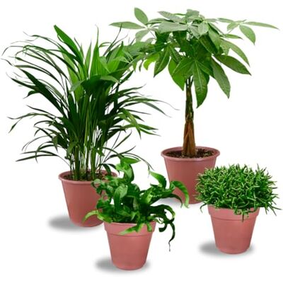 Green Me Up Nestfarn, Areca-Palme, Glückskastanie & Rutenkaktus – 4er Box Zimmerpflanzen Katzenliebe Tierfreundliches Set – Höhe 15-70 cm – Töpfe 10,5-17 cm – Pflanzen frisch aus der Gärtnerei – Green Me Up Nestfarn, Areca-Palme, Glückskastanie & Rutenkaktus – 4er Box Zimmerpflanzen Katzenliebe Tierfreundliches Set – Höhe 15-70 cm – Töpfe 10,5-17 cm – Pflanzen frisch aus der Gärtnerei –