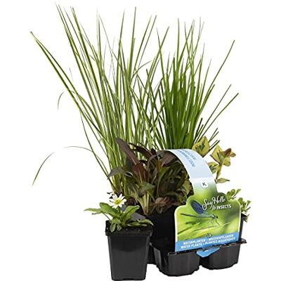Bloomique 6er-Set Insektenfreundliche Teichpflanzen Wasserpflanzen Miniteich Zone 1 & 2 Winterhart Höhe 15-25 cm Topf 9 cm Bloomique 6er-Set Insektenfreundliche Teichpflanzen Wasserpflanzen Miniteich Zone 1 & 2 Winterhart Höhe 15-25 cm Topf 9 cm