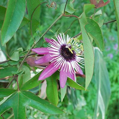 GardenersDream Passiflora Victoria Königliche Passionsblume Pflanze Kletterpflanzen Purpur Balkon Pflanzen Premiumsorte GardenersDream Passiflora Victoria Königliche Passionsblume Pflanze Kletterpflanzen Purpur Balkon Pflanzen Premiumsorte
