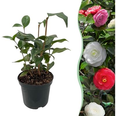 Green boutiQ GreenboutiQ Sträucher Camelia japonica Tricolour Blüte Rosa, Weiß und Rot 1 Pflanze Immergrün Topf 15cm Höhe 30cm Green boutiQ GreenboutiQ Sträucher Camelia japonica Tricolour Blüte Rosa, Weiß und Rot 1 Pflanze Immergrün Topf 15cm Höhe 30cm