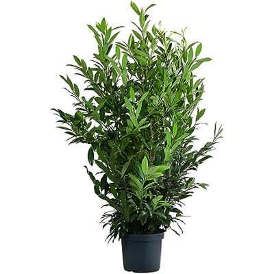 Dehner Kirschlorbeer Herbergii, immergrüner Busch, 100-125 cm, 15 l Topf Prunus laurocerasus, pflegeleichtes Ziergehölz, für alle Standorte geeignet Dehner Kirschlorbeer Herbergii, immergrüner Busch, 100-125 cm, 15 l Topf Prunus laurocerasus, pflegeleichtes Ziergehölz, für alle Standorte geeignet