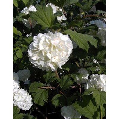 Baumschule Pflanzenvielfalt Gefüllter Schneeball Roseum Echter Schneeball Viburnum opulus Roseum 40-60cm Baumschule Pflanzenvielfalt Gefüllter Schneeball Roseum Echter Schneeball Viburnum opulus Roseum 40-60cm