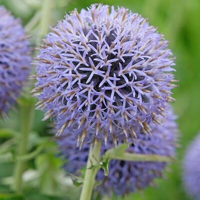 GardenersDream Banater Kugeldistel 'Taplow Blue' Winterharte Gartenpflanze GardenersDream Banater Kugeldistel 'Taplow Blue' Winterharte Gartenpflanze