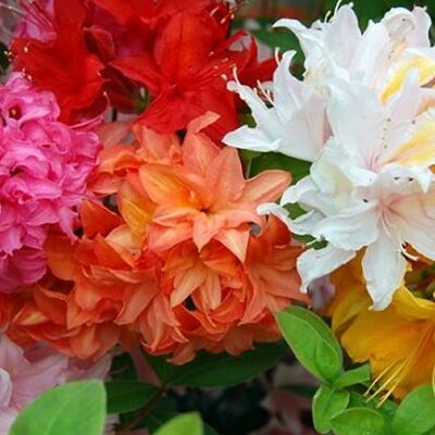 GardenersDream 3 X GEMISCHTE AZALEEN JAPANISCHE ZWERGSTRÄUCHER BUNTE GARTENPFLANZEN IN TÖPFEN GardenersDream 3 X GEMISCHTE AZALEEN JAPANISCHE ZWERGSTRÄUCHER BUNTE GARTENPFLANZEN IN TÖPFEN