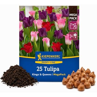 Kiepenkerl Tulpenzwiebeln "Kings & Queens" 2000062, Mega-Pack Als Schnittblume, winterhart, einjährig, Tulpen Blumenzwiebeln, für Balkon, Beet, Kübel & Topf, Inhalt für 25 Pflanzen Kiepenkerl Tulpenzwiebeln "Kings & Queens" 2000062, Mega-Pack Als Schnittblume, winterhart, einjährig, Tulpen Blumenzwiebeln, für Balkon, Beet, Kübel & Topf, Inhalt für 25 Pflanzen