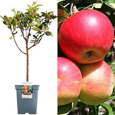 GardenersDream Terrassenobstbaumkollektion Verschiedene Früchte Ideal für kleine Gärten 2-3ft GardenersDream Terrassenobstbaumkollektion Verschiedene Früchte Ideal für kleine Gärten 2-3ft