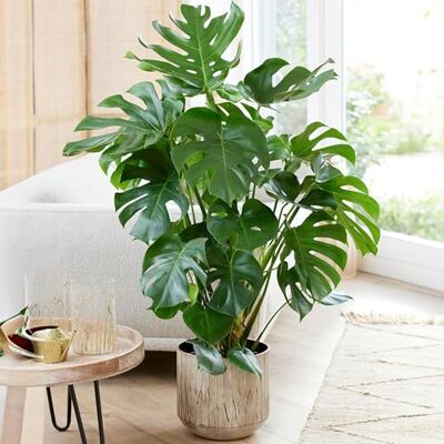 GardenersDream Schweizer Käse-Pflanze Monstera Deliciosa Zimmerpflanzen Immergrüne Topfpflanze für drinnen. 80-90cm GardenersDream Schweizer Käse-Pflanze Monstera Deliciosa Zimmerpflanzen Immergrüne Topfpflanze für drinnen. 80-90cm
