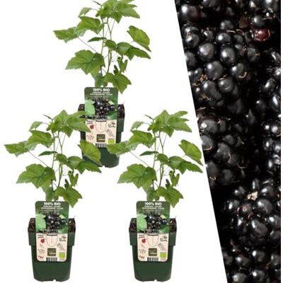 Plants by Frank Rubus Fruticosus, 3x BIO-Brombeeren Pflanzen, Ø 13 cm Brombeerpflanzen, Brombeerstrauch, Obstgarten, Obstbäume, Gemüsegarten, Gartenpflanzen, Topf 13 cm, Höhe: 20 cm Plants by Frank Rubus Fruticosus, 3x BIO-Brombeeren Pflanzen, Ø 13 cm Brombeerpflanzen, Brombeerstrauch, Obstgarten, Obstbäume, Gemüsegarten, Gartenpflanzen, Topf 13 cm, Höhe: 20 cm