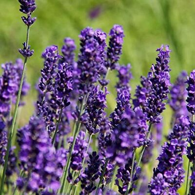 Arborix 6 x Lavandula Angustifolia 'Hidcote' Lavendel Hidcote Blue Topf 9x9cm Arborix 6 x Lavandula Angustifolia 'Hidcote' Lavendel Hidcote Blue Topf 9x9cm