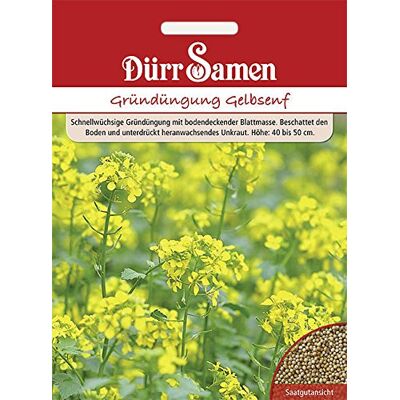 Dürr-Samen Gelbsenf (250 g für 50 m2) Saatgut Dürr-Samen Gelbsenf (250 g für 50 m2) Saatgut