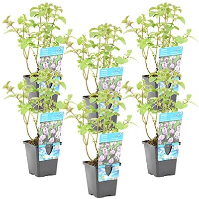 Bloomique 6er-Set Mentha Aquatica Wasserminze Teichpflanzen Winterhart Wasserpflanzen Zone 1-2-3-4-5 Höhe 10-20 cm Topf 9 cm Bloomique 6er-Set Mentha Aquatica Wasserminze Teichpflanzen Winterhart Wasserpflanzen Zone 1-2-3-4-5 Höhe 10-20 cm Topf 9 cm