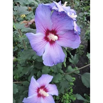 Baumschule Pflanzenvielfalt Garten Eibisch Oiseau bleu Hibiscus syriacus Oiseau bleu (40-60) Baumschule Pflanzenvielfalt Garten Eibisch Oiseau bleu Hibiscus syriacus Oiseau bleu (40-60)