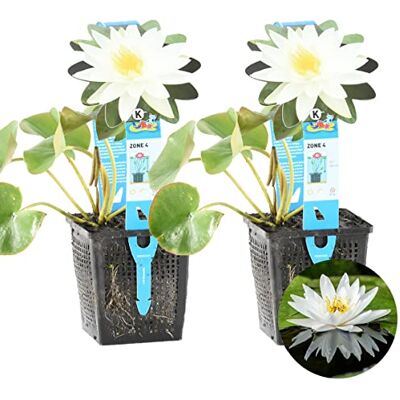 Bloomique 2er-Set Nymphaea Marliacea Albida Weiße Seerose Zone 4 Teichpflanzen Winterhart Wasserpflanzen Höhe 20-30 cm Topf 11 cm Bloomique 2er-Set Nymphaea Marliacea Albida Weiße Seerose Zone 4 Teichpflanzen Winterhart Wasserpflanzen Höhe 20-30 cm Topf 11 cm