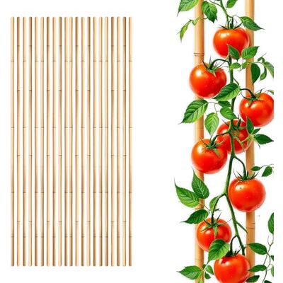 Spetebo Bambus Pflanzstab für Rankgewächse 105 cm Länge, 20 Stück Rankhilfe für Tomatenpflanzen, Holz Pflanzenstütze, Tonkinstab, Kletterhilfe für Tomaten Gurken Pflanzen Spetebo Bambus Pflanzstab für Rankgewächse 105 cm Länge, 20 Stück Rankhilfe für Tomatenpflanzen, Holz Pflanzenstütze, Tonkinstab, Kletterhilfe für Tomaten Gurken Pflanzen