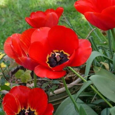 GardenersDream Tulpe Apeldoorn – Frühlingsblüher, Zwiebeln zur Herbstpflanzung GardenersDream Tulpe Apeldoorn – Frühlingsblüher, Zwiebeln zur Herbstpflanzung