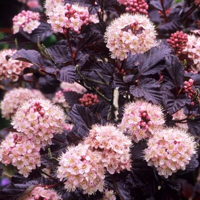 GardenersDream Physocarpus Lady in Red Fasanenspiere Rosa Blüte Winterhart GardenersDream Physocarpus Lady in Red Fasanenspiere Rosa Blüte Winterhart