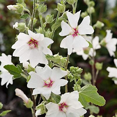 Arborix 6 x Buschmalve 'Barnsley' Lavatera 'Barnsley' Topf 9x9cm: Große Blüten, rosa, pflegeleicht. Arborix 6 x Buschmalve 'Barnsley' Lavatera 'Barnsley' Topf 9x9cm: Große Blüten, rosa, pflegeleicht.