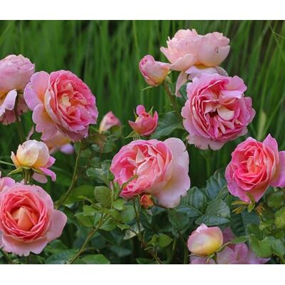 Dehner Edelrose Dornburger Schlossrose, Züchter Tantau, großblütige duftende rosa-gelbe Blüten, 15-30 cm exkl. Pflanztopf, Topfware Dehner Edelrose Dornburger Schlossrose, Züchter Tantau, großblütige duftende rosa-gelbe Blüten, 15-30 cm exkl. Pflanztopf, Topfware