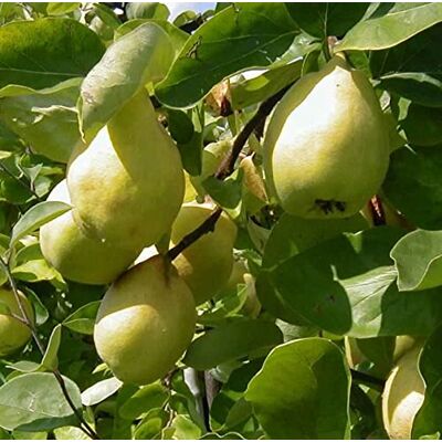 Artländer Pflanzenhof Quittenbaum `Cydora robusta´, Birnenquitte, Niedrigstamm, 120-140cm im 10L-Topf Artländer Pflanzenhof Quittenbaum `Cydora robusta´, Birnenquitte, Niedrigstamm, 120-140cm im 10L-Topf