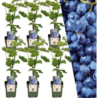 Plants by Frank Vaccinium Corymbosum, 6x BIO-Heidelbeerpflanzen, Ø 13cm Heidelbeerpflanzen, Heidelbeerstrauch, Beerenstrauch, Obstgarten, Obstbäume, Gemüsegarten, Topf 13 cm, Höhe: 20 cm Plants by Frank Vaccinium Corymbosum, 6x BIO-Heidelbeerpflanzen, Ø 13cm Heidelbeerpflanzen, Heidelbeerstrauch, Beerenstrauch, Obstgarten, Obstbäume, Gemüsegarten, Topf 13 cm, Höhe: 20 cm