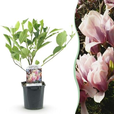 Green boutiQ GreenboutiQ Sträucher Magnolia Soulangiana Blüten Hellrosa 1 Pflanze Laubabwerfend Wenig Pflege Topf 17cm Höhe 45cm Green boutiQ GreenboutiQ Sträucher Magnolia Soulangiana Blüten Hellrosa 1 Pflanze Laubabwerfend Wenig Pflege Topf 17cm Höhe 45cm