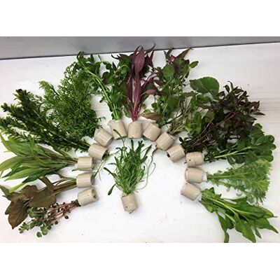 tubis-de aqua Verschiedene Extra dick 100 Stängel 10 Bund Aquarienpflanzen Wasserpflanzen tubis-de aqua Verschiedene Extra dick 100 Stängel 10 Bund Aquarienpflanzen Wasserpflanzen