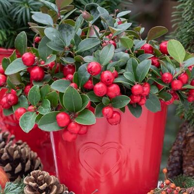 GardenersDream Gardeners Dream Gaultheria 'Big Berry' Scheinbeere Winterhart (20-30 cm inkl. Topf) Immergrüne Bodendecker Winterhart Mehrjährig Ideal als Steingarten Pflanzen, Winterharte Pflanzen für Garten GardenersDream Gardeners Dream Gaultheria 'Big Berry' Scheinbeere Winterhart (20-30 cm inkl. Topf) Immergrüne Bodendecker Winterhart Mehrjährig Ideal als Steingarten Pflanzen, Winterharte Pflanzen für Garten
