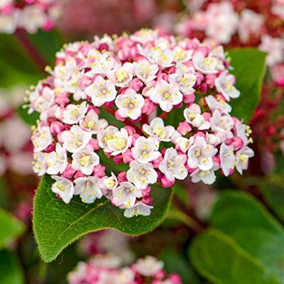 GardenersDream Viburnum 'Lisarose' Schneeball Pflanze Winterhart Rosa Blüten Blühende Sträucher Premium XXL Winterharte Kübelpflanzen Gartenpflanzen Mehrjährig GardenersDream Viburnum 'Lisarose' Schneeball Pflanze Winterhart Rosa Blüten Blühende Sträucher Premium XXL Winterharte Kübelpflanzen Gartenpflanzen Mehrjährig