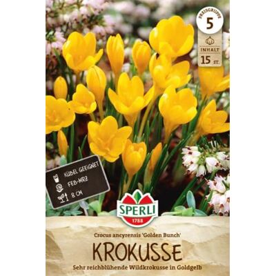 Sperli Wildkrokus Golden Bunch 458091 Blumenzwiebeln, Krokuszwiebeln, Frühblüher ab Februar, sternförmige orangegelbe Blüten, für Beet, Kübel, Kasten, Gruppenpflanzung Sperli Wildkrokus Golden Bunch 458091 Blumenzwiebeln, Krokuszwiebeln, Frühblüher ab Februar, sternförmige orangegelbe Blüten, für Beet, Kübel, Kasten, Gruppenpflanzung