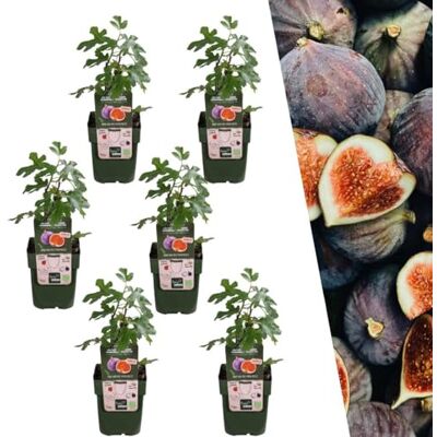 Plants by Frank Ficus Carica, 6x BIO-Feigenbaum Pflanzen, Ø 13 cm Biologische Feigenbaum, Obstgarten, Obstbäume, Gemüsegarten, Gartenpflanzen, Topf 13 cm, Höhe: 20 cm Plants by Frank Ficus Carica, 6x BIO-Feigenbaum Pflanzen, Ø 13 cm Biologische Feigenbaum, Obstgarten, Obstbäume, Gemüsegarten, Gartenpflanzen, Topf 13 cm, Höhe: 20 cm