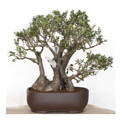 Seedeo ® Bonsai Anzuchtset Ölbaum/Olive (Olea europea) Seedeo ® Bonsai Anzuchtset Ölbaum/Olive (Olea europea)