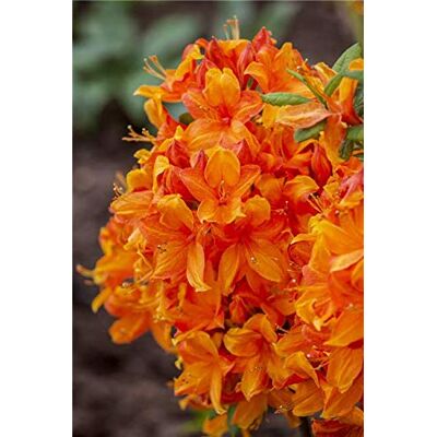 PlantaPro Azalee 'Golden Eagle' 40-60 cm Rhododendron luteum duftend winterhart Rhododendron luteum, sommergrün, duftende goldgelbe Blüten im Frühsommer, halbschattig, winterhart PlantaPro Azalee 'Golden Eagle' 40-60 cm Rhododendron luteum duftend winterhart Rhododendron luteum, sommergrün, duftende goldgelbe Blüten im Frühsommer, halbschattig, winterhart