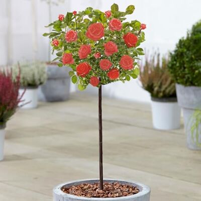 GardenersDream Rot Standardstamm Bunte Rosenpflanzen für den Außenbereich, blühende Gartenrosen in Pflanzgefäßen (120-140cm) GardenersDream Rot Standardstamm Bunte Rosenpflanzen für den Außenbereich, blühende Gartenrosen in Pflanzgefäßen (120-140cm)