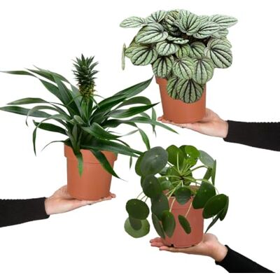 Green Me Up Zimmerpflanzen Einfach Tierlieb 3er Set für Katzenfreunde ungiftig & pflegeleicht Ananas, Pilea und Peperomia Pflanzen frisch aus der Gärtnerei tierfreundliche Deko Green Me Up Zimmerpflanzen Einfach Tierlieb 3er Set für Katzenfreunde ungiftig & pflegeleicht Ananas, Pilea und Peperomia Pflanzen frisch aus der Gärtnerei tierfreundliche Deko