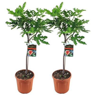 Bloomique 2er-Set Ficus Carica Brown Turkey Feigenbaum Obstbäume Gartenpflanzen Winterhart Höhe 80-100 cm Topf 21 cm Bloomique 2er-Set Ficus Carica Brown Turkey Feigenbaum Obstbäume Gartenpflanzen Winterhart Höhe 80-100 cm Topf 21 cm