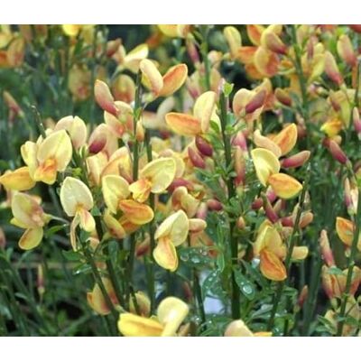 Baumschule Pflanzenvielfalt Edelginster Apricot Gem Schmuckginster Besenginster Cytisus scoparius 40-60cm Baumschule Pflanzenvielfalt Edelginster Apricot Gem Schmuckginster Besenginster Cytisus scoparius 40-60cm
