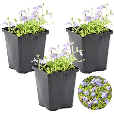 Bloomique 3er-Set Mazus Reptans Lippenmäulchen Teichpflanzen Winterhart Wasserpflanzen Zone 2 Höhe 10-20 cm Topf 9 cm Bloomique 3er-Set Mazus Reptans Lippenmäulchen Teichpflanzen Winterhart Wasserpflanzen Zone 2 Höhe 10-20 cm Topf 9 cm