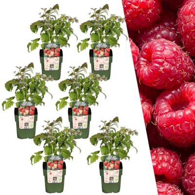Plants by Frank Rubus Idaeus, 6x BIO-Himbeeren Pflanzen, Ø 13 cm Himbeerpflanzen, Himbeerstrauch, Obstgarten, Obstbäume, Gemüsegarten, Gartenpflanzen, Topf 13 cm, Höhe: 20 cm Plants by Frank Rubus Idaeus, 6x BIO-Himbeeren Pflanzen, Ø 13 cm Himbeerpflanzen, Himbeerstrauch, Obstgarten, Obstbäume, Gemüsegarten, Gartenpflanzen, Topf 13 cm, Höhe: 20 cm